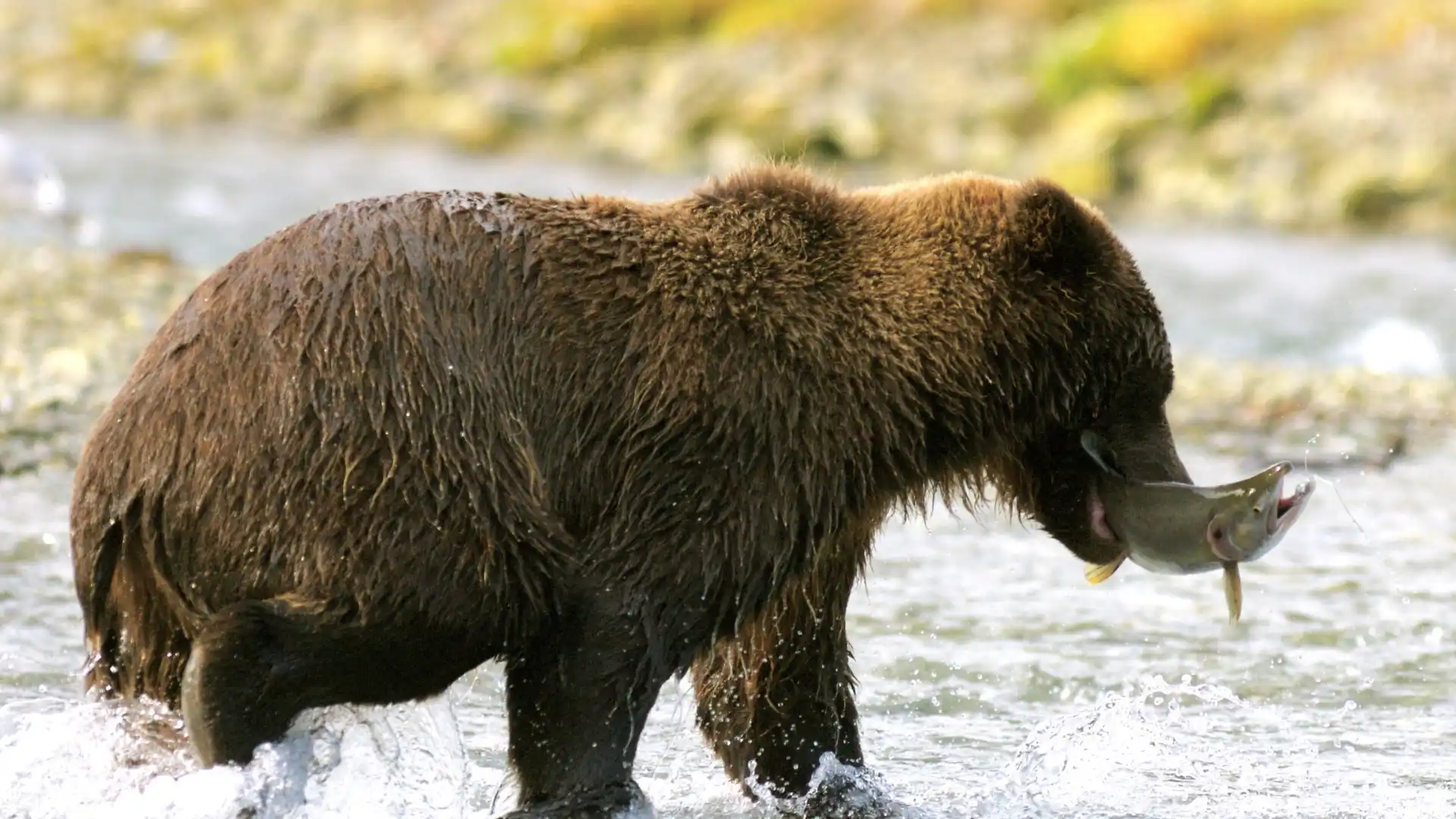 Bear catching fish in an Alaskan National Park