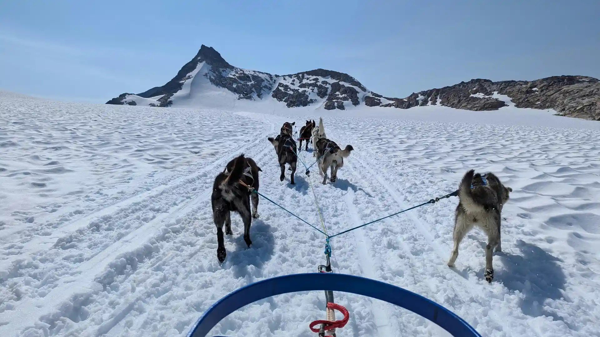 Traveller dog-sledding through Alaska’s rugged adventure trails.